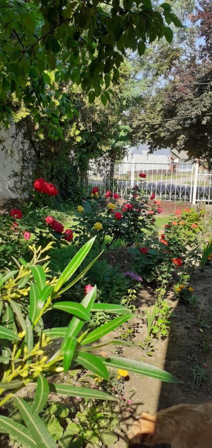 Appartamento Marika vendégház Abádszalók Esterno foto